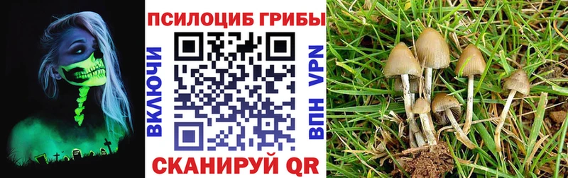 Галлюциногенные грибы Psilocybine cubensis  кракен сайт  Сясьстрой 